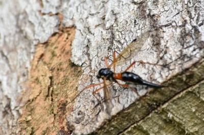 <i>Tanyptera atrata</i>