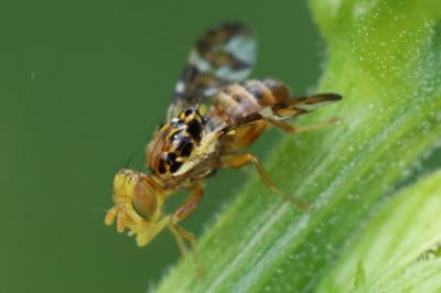 <i>Goniglossum wiedemanni</i>