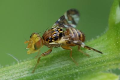 <i>Goniglossum wiedemanni</i>