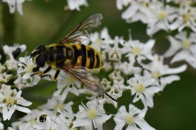 <i>Myathropa florea</i>