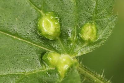 <i>Dasineura urticae</i>