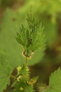 <i>Dasineura urticae</i>