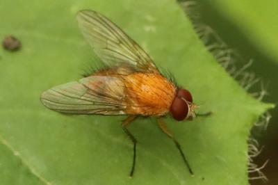 Phaonia pallida