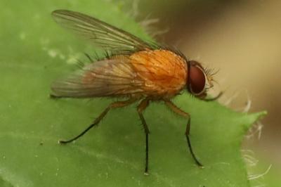 <i>Phaonia pallida</i>