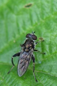 <i>Chalcosyrphus nemorum</i>