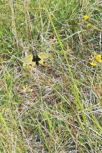 <i>Libelloides longicornis</i>