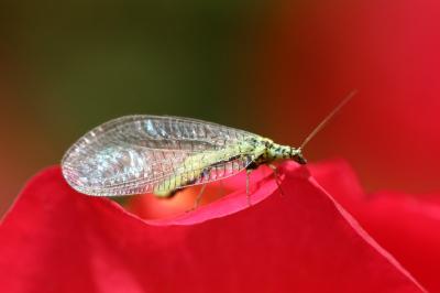 <i>Chrysopa perla</i>