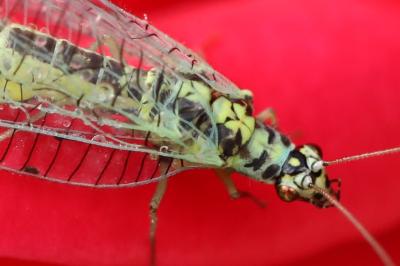<i>Chrysopa perla</i>