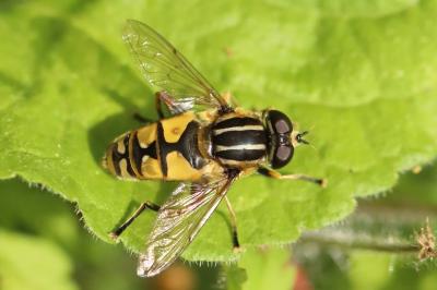 <i>Helophilus pendulus</i>