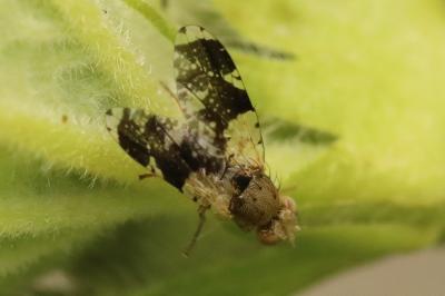 <i>Tephritis formosa</i>