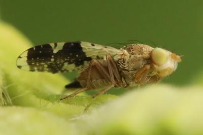 <i>Tephritis formosa</i>