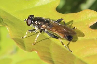<i>Xylota segnis</i>