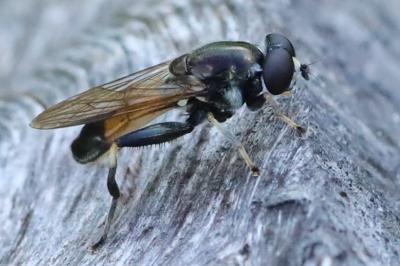 <i>Xylota segnis</i>