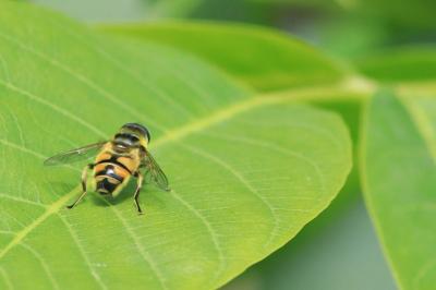 <i>Myathropa florea</i>