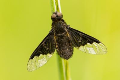 <i>Hemipenthes morio</i>
