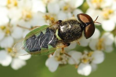 <i>Odontomyia angulata</i>