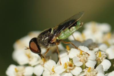 <i>Odontomyia angulata</i>