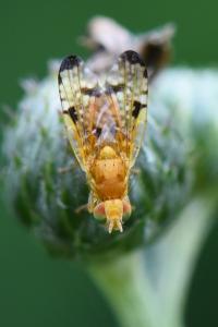 <i>Xyphosia miliaria</i>