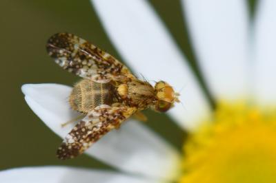 <i>Oxyna flavipennis</i>
