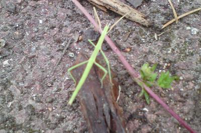 <i>Clonopsis gallica</i>