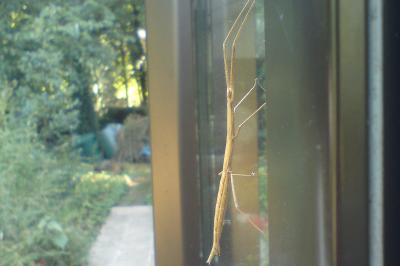 <i>Clonopsis gallica</i>