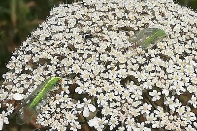 <i>Chrysoperla</i>