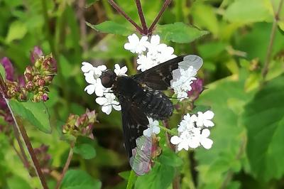 <i>Hemipenthes morio</i>