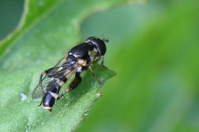 <i>Syritta pipiens</i>