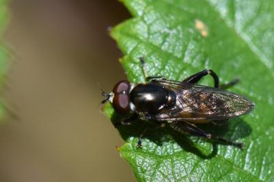 <i>Chalcosyrphus nemorum</i>