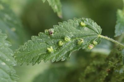 <i>Dasineura urticae</i>