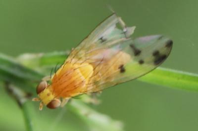 <i>Homoneura</i>