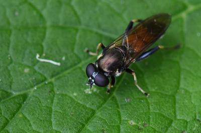 <i>Xylota segnis</i>