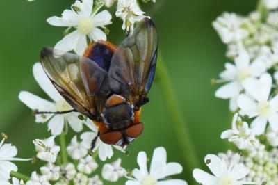 <i>Phasia hemiptera</i>