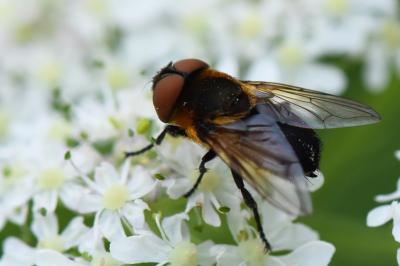 Phasia hemiptera