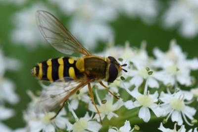 Syrphus ribesii