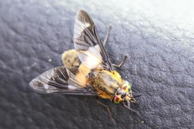 <i>Chrysops viduatus</i>