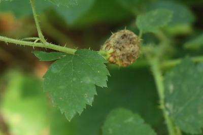 <i>Lasioptera rubi</i>