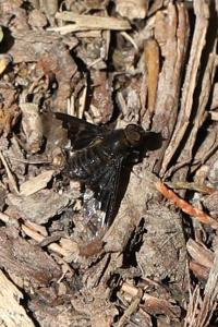 <i>Hemipenthes morio</i>