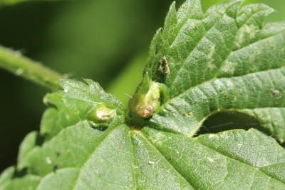 <i>Dasineura urticae</i>