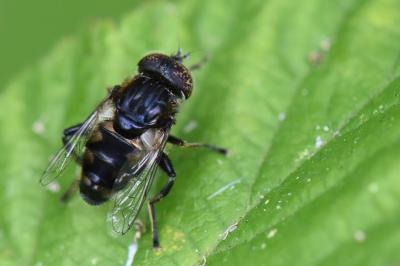 <i>Eristalinus sepulchralis</i>