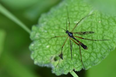 <i>Ptychoptera contaminata</i>