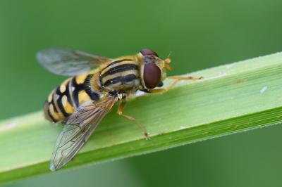 <i>Parhelophilus versicolor</i>