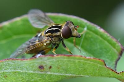 <i>Eurimyia lineata</i>
