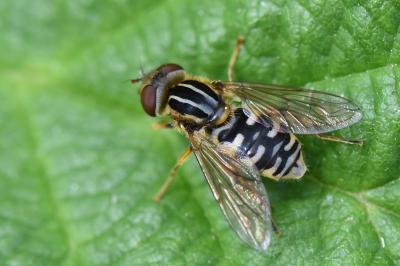 Eurimyia lineata