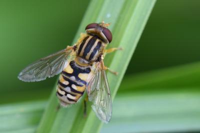 <i>Parhelophilus versicolor</i>