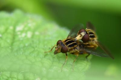 <i>Eurimyia lineata</i>
