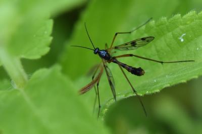 <i>Ptychoptera contaminata</i>
