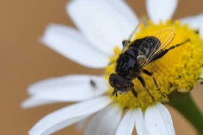 <i>Eristalinus sepulchralis</i>