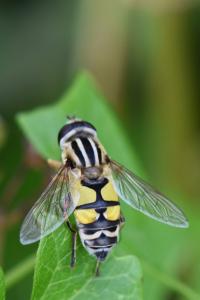 <i>Helophilus trivittatus</i>