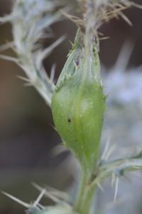 <i>Urophora cardui</i>